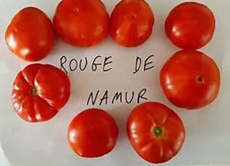 Afbeelding oogstperiode TOMAAT, Rouge de Namur